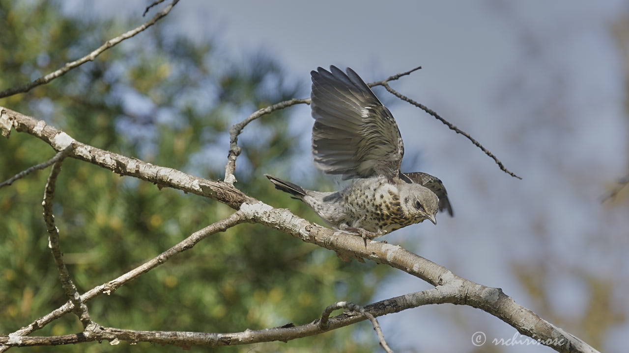 Fieldfare