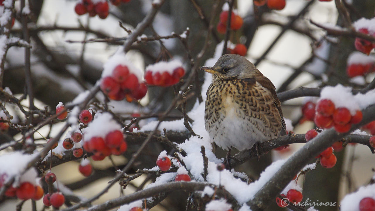 Fieldfare