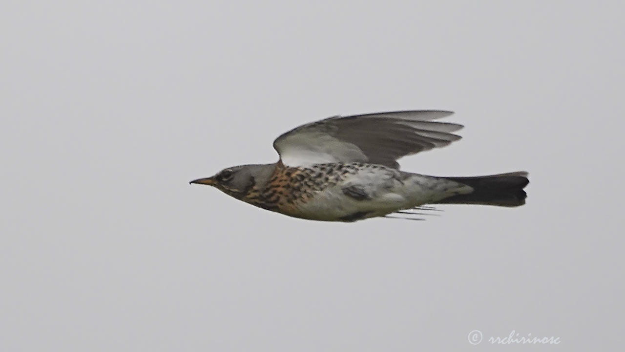 Fieldfare