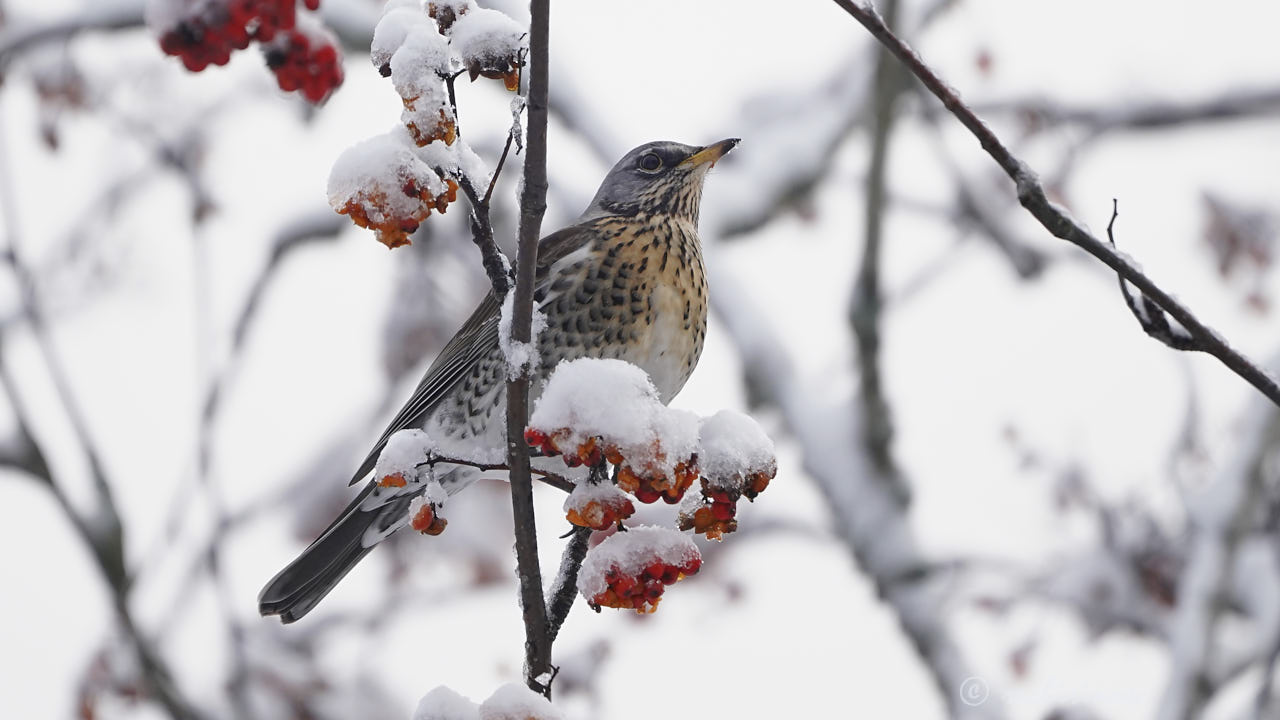 Fieldfare