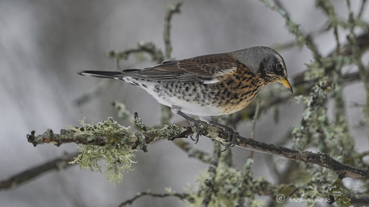 Fieldfare