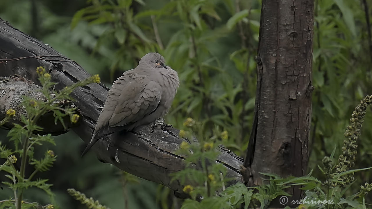 Black-winged ground dove