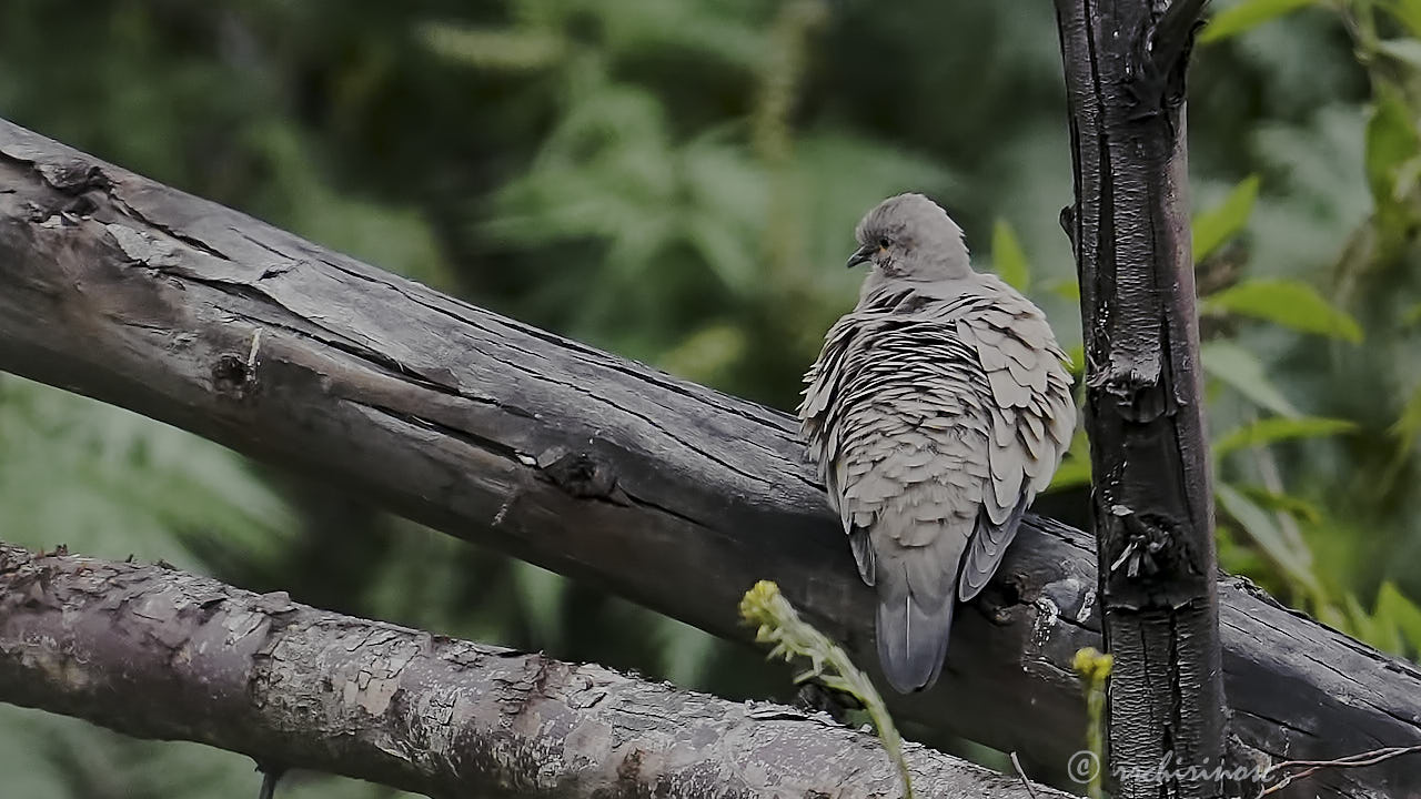 Black-winged ground dove