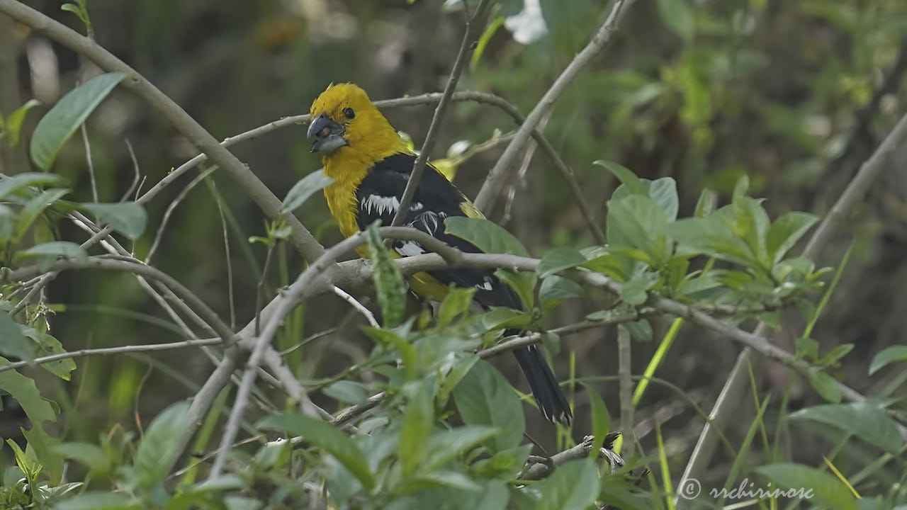 Golden grosbeak