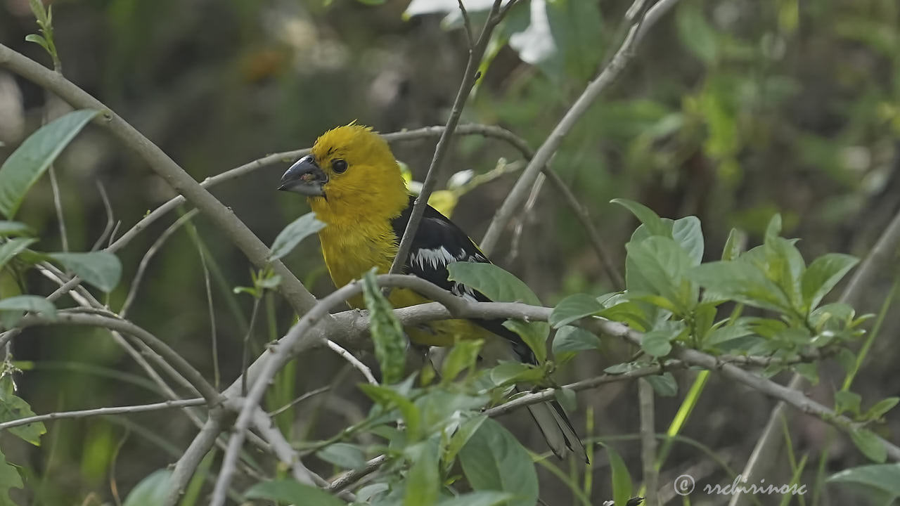 Golden grosbeak