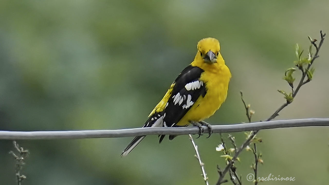 Golden grosbeak