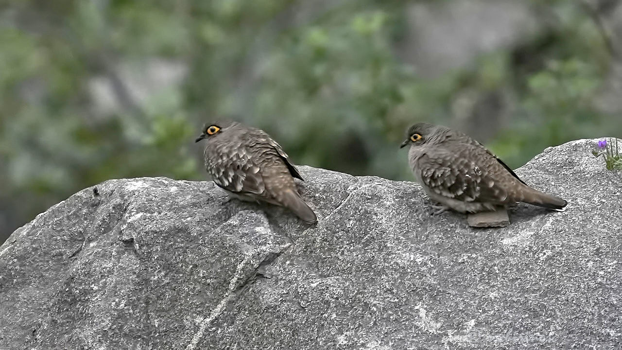 Bare-faced ground dove