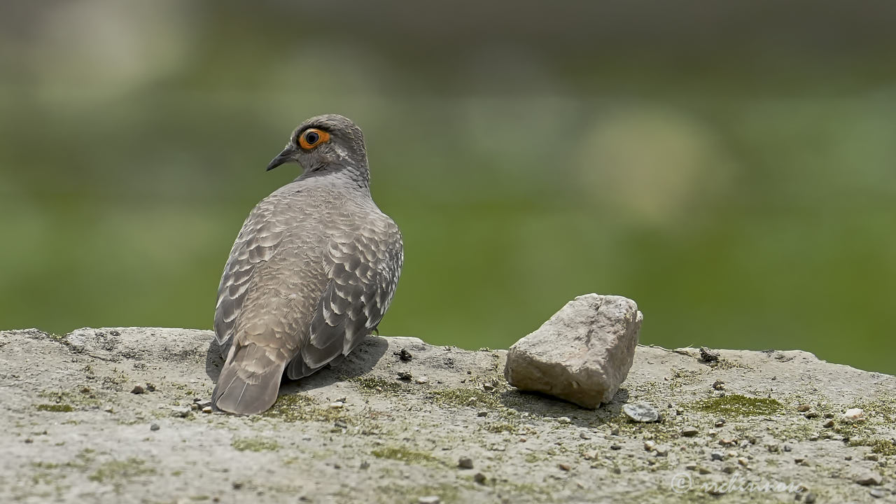 Bare-faced ground dove
