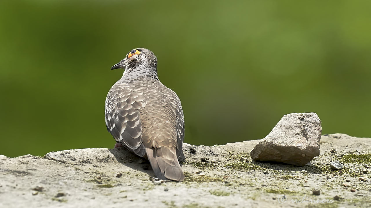 Bare-faced ground dove