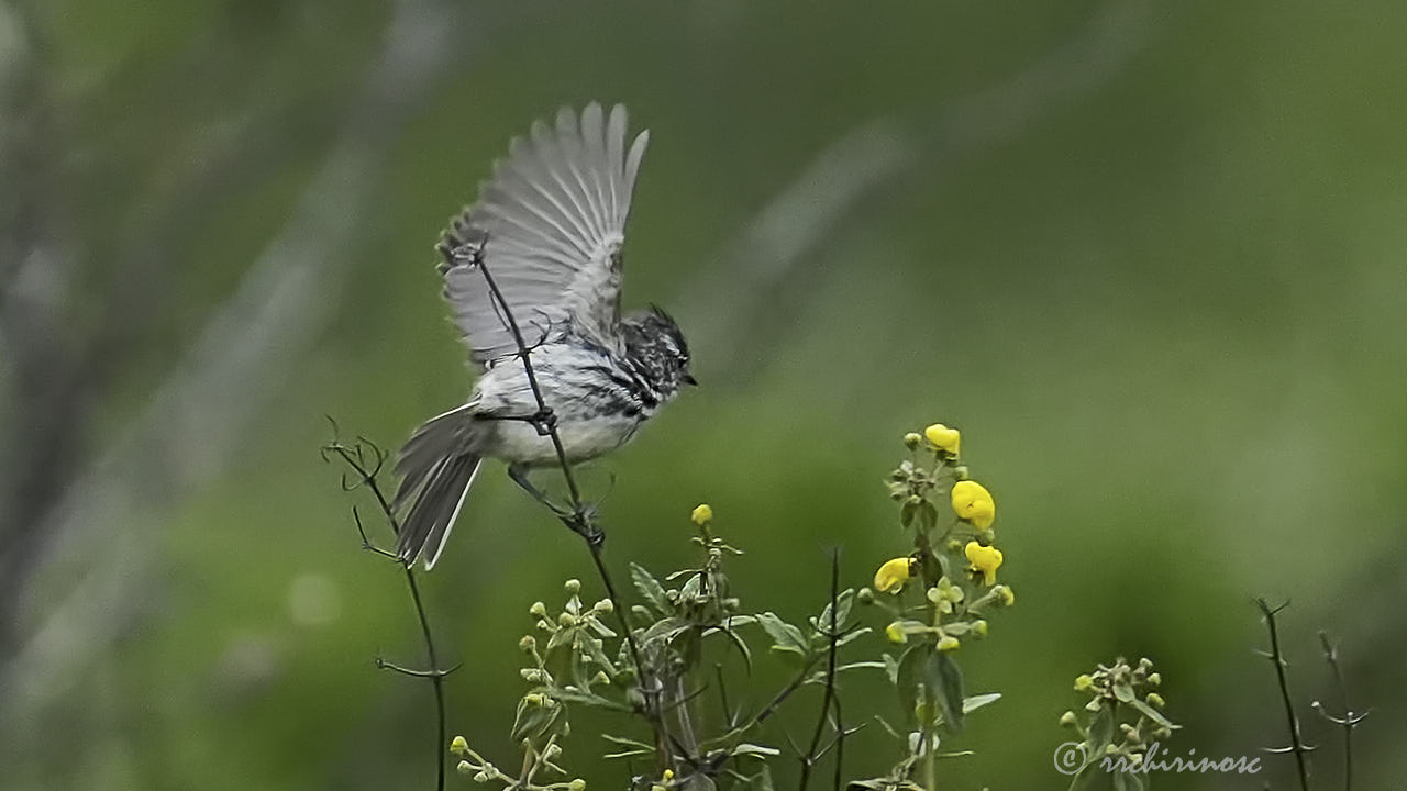 Yellow-billed tit-tyrant