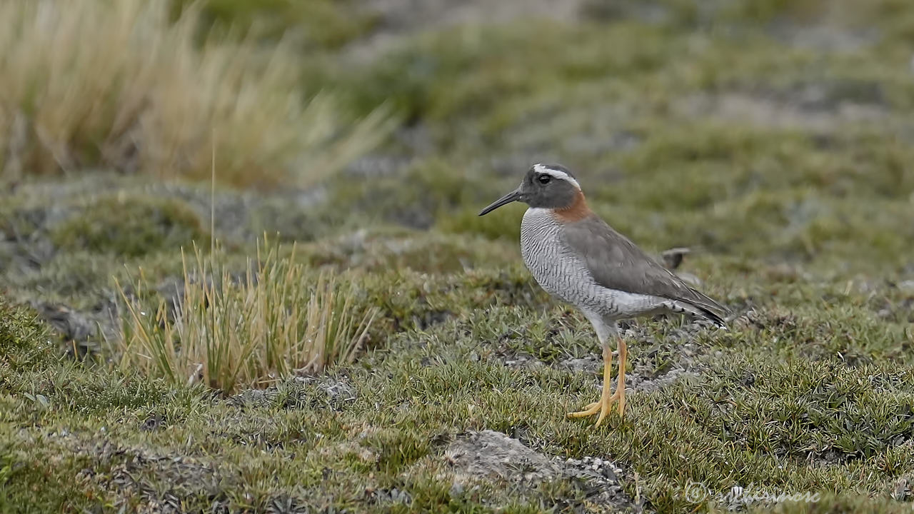 Diademed sandpiper-plover