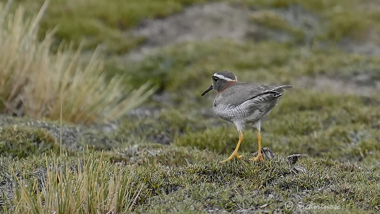 Diademed sandpiper-plover