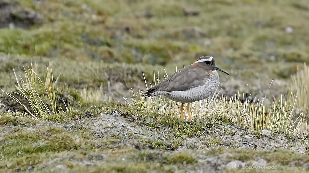 Diademed sandpiper-plover