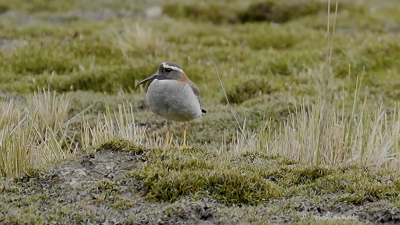 Diademed sandpiper-plover