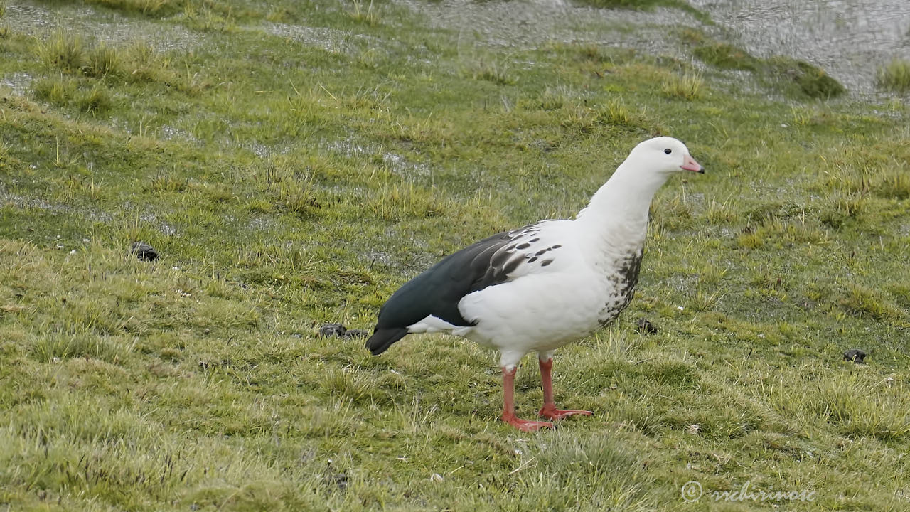 Andean goose