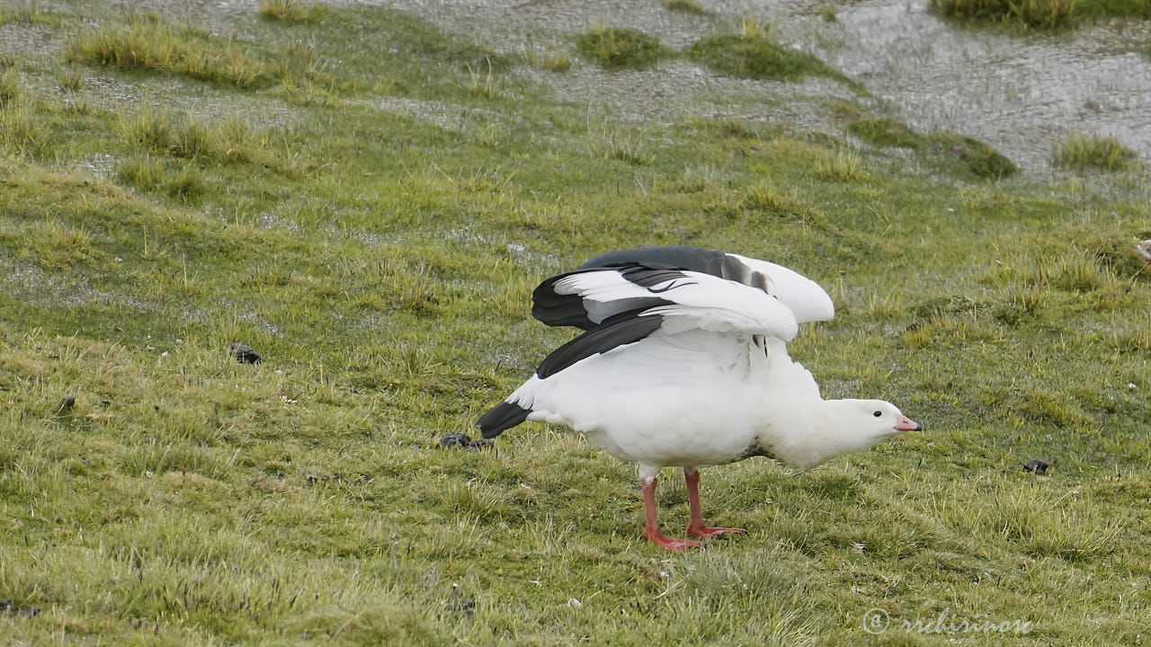 Andean goose