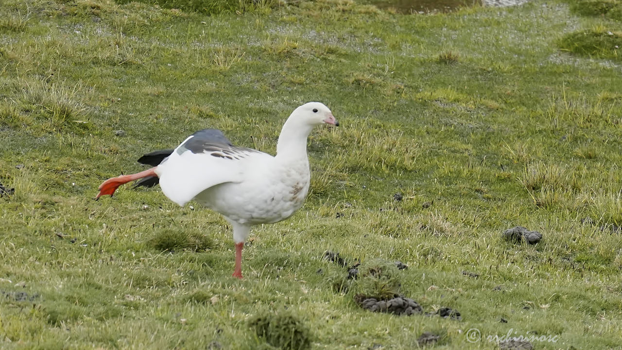 Andean goose