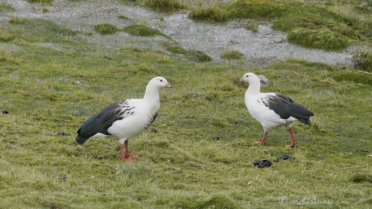 Andean goose