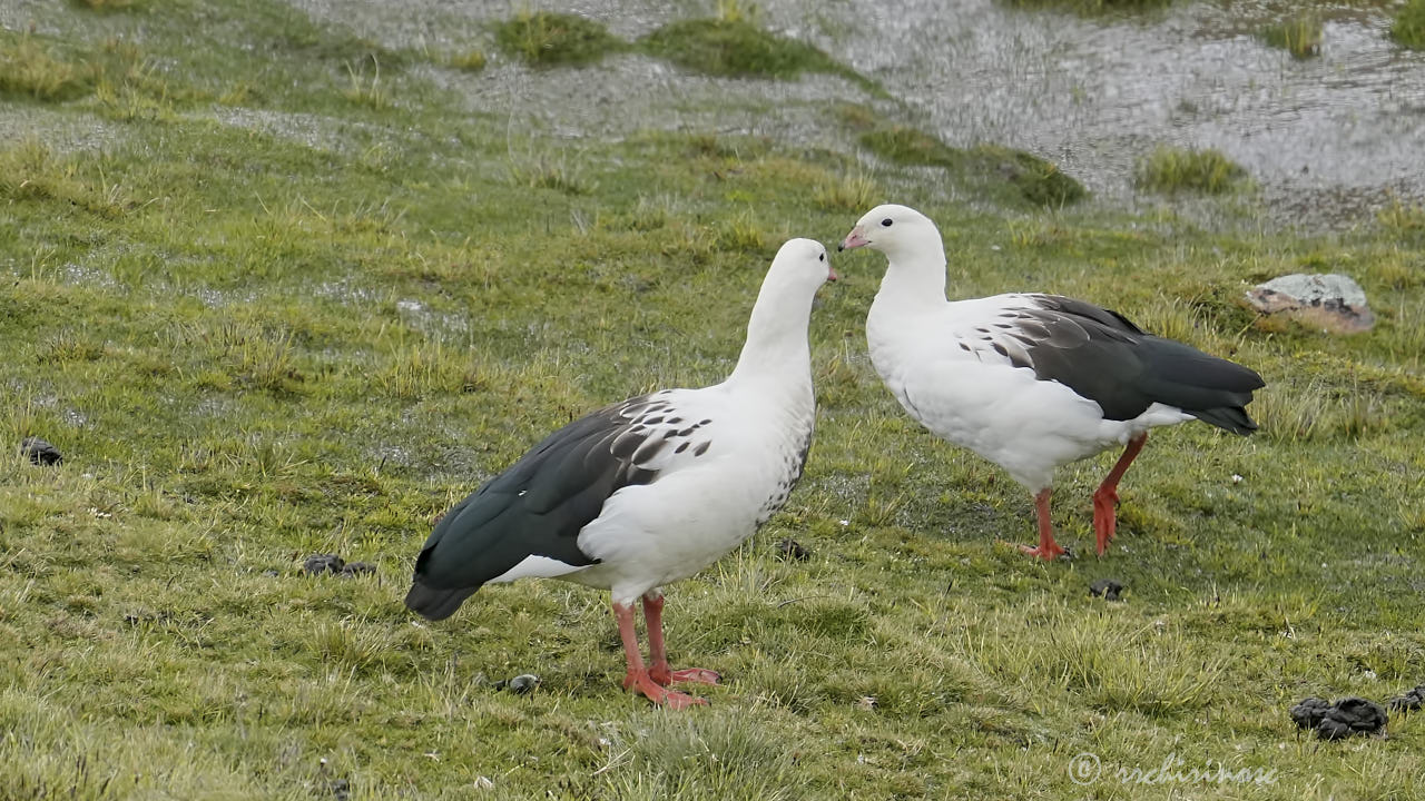 Andean goose