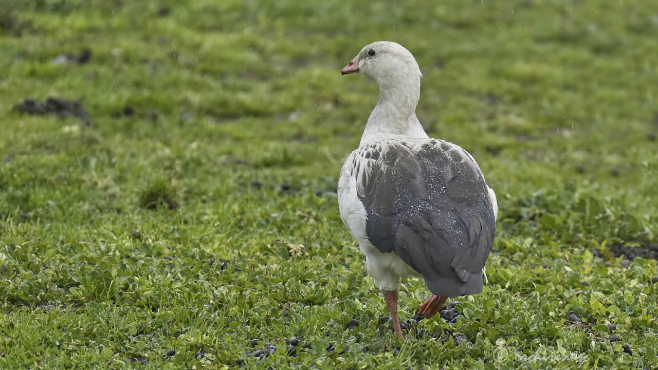 Andean goose