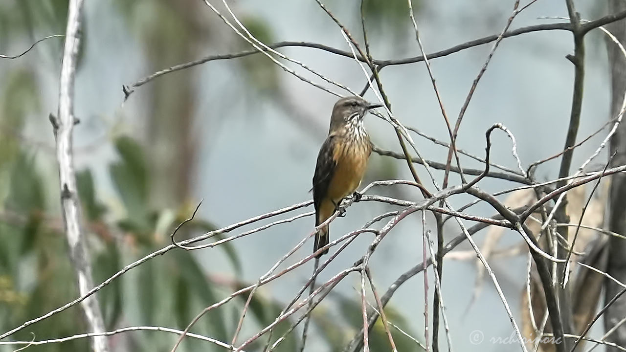 Streak-throated bush-tyrant