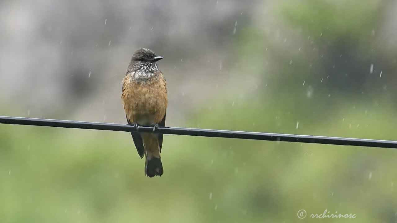 Streak-throated bush-tyrant