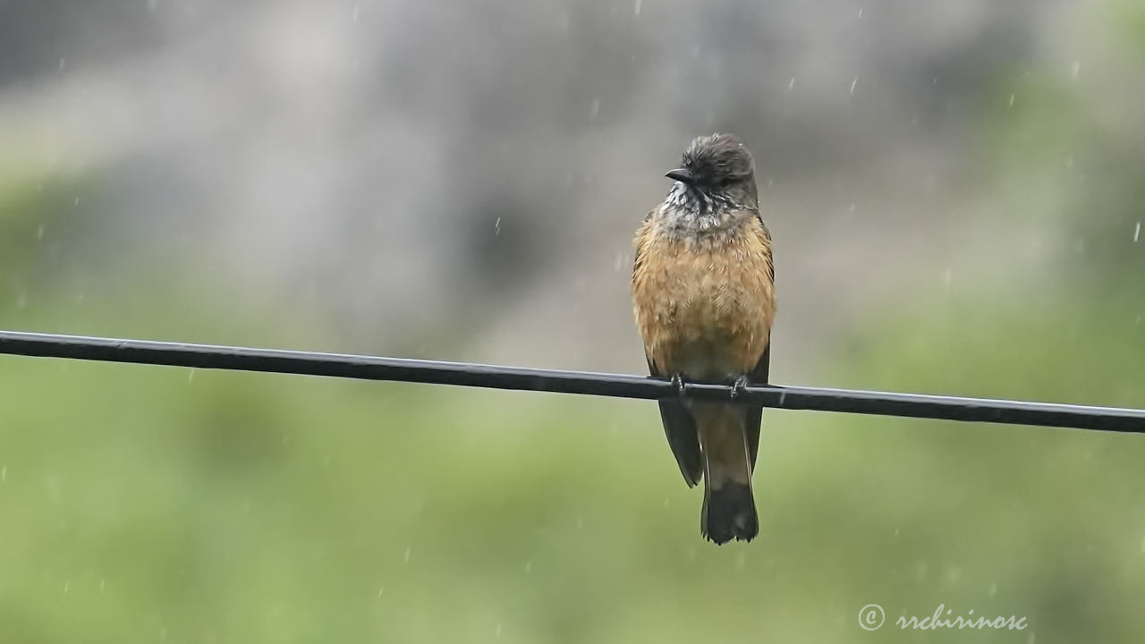 Streak-throated bush-tyrant