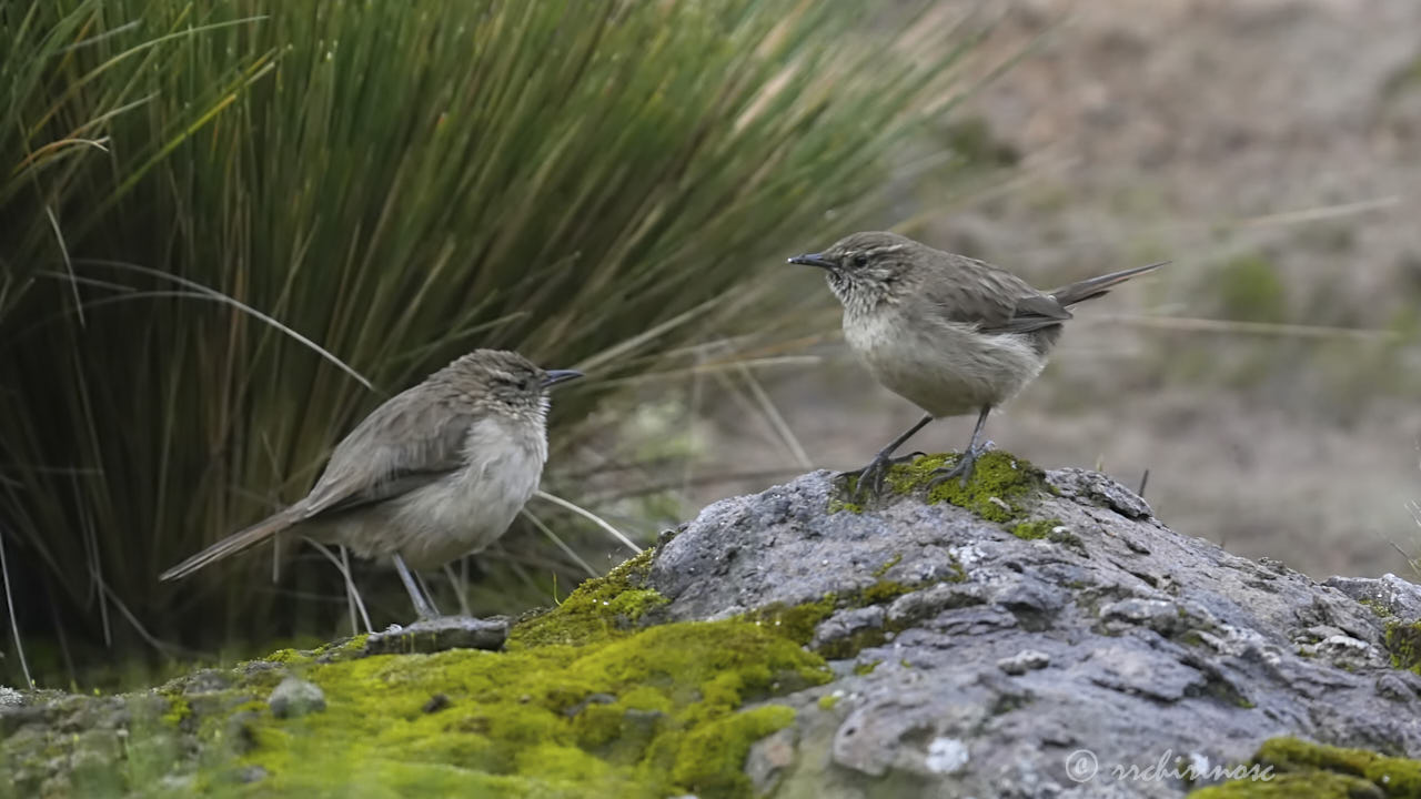 Streak-throated canastero