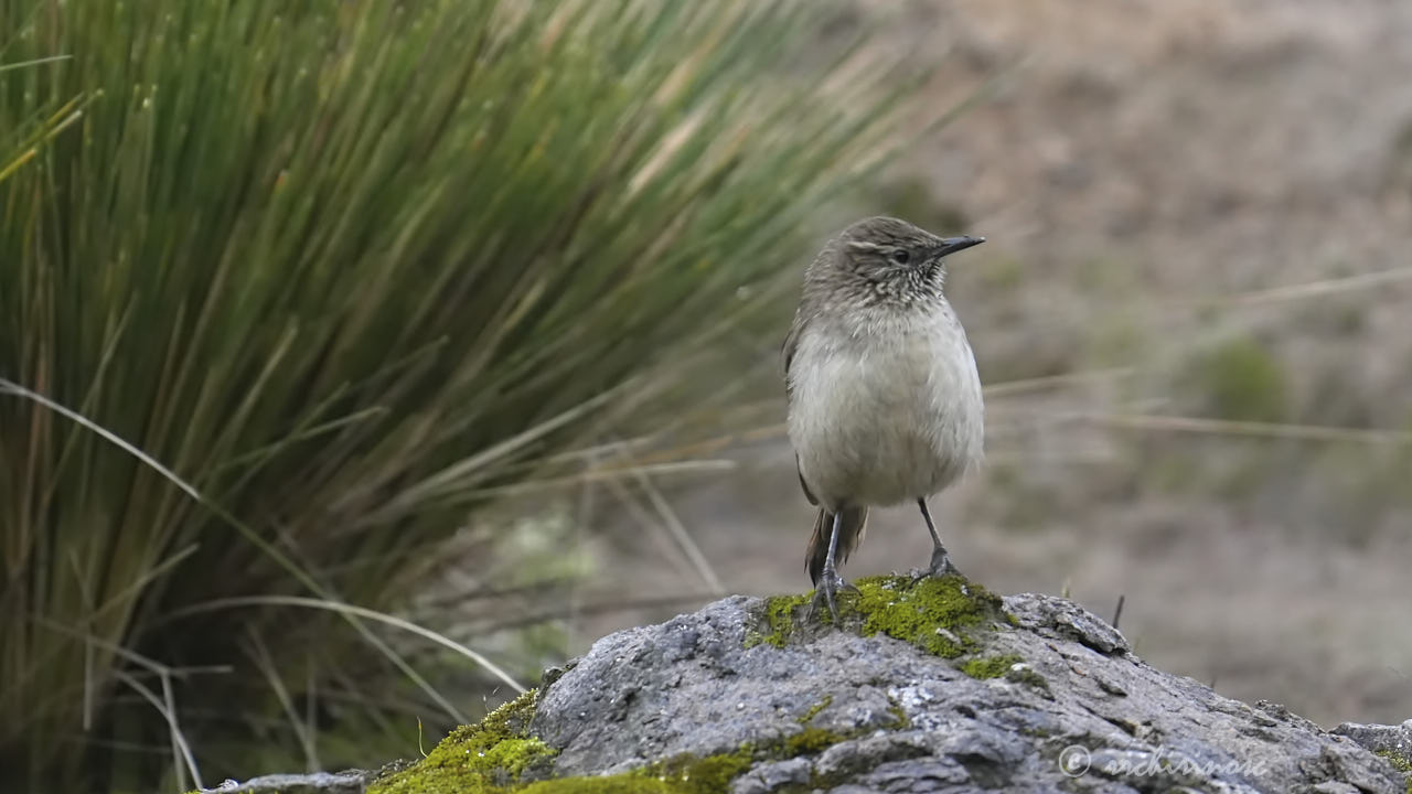 Streak-throated canastero