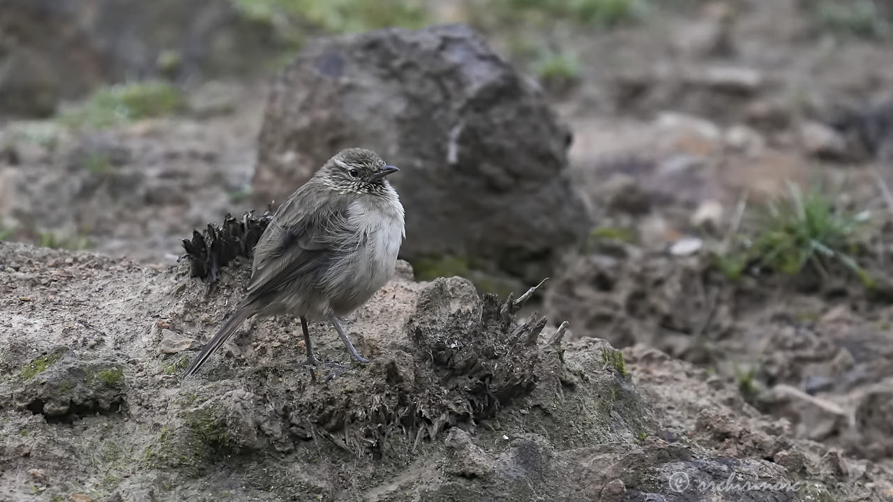 Streak-throated canastero