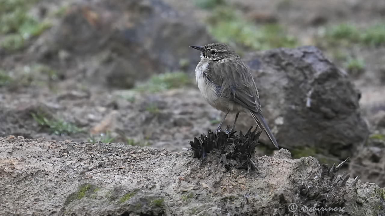 Streak-throated canastero