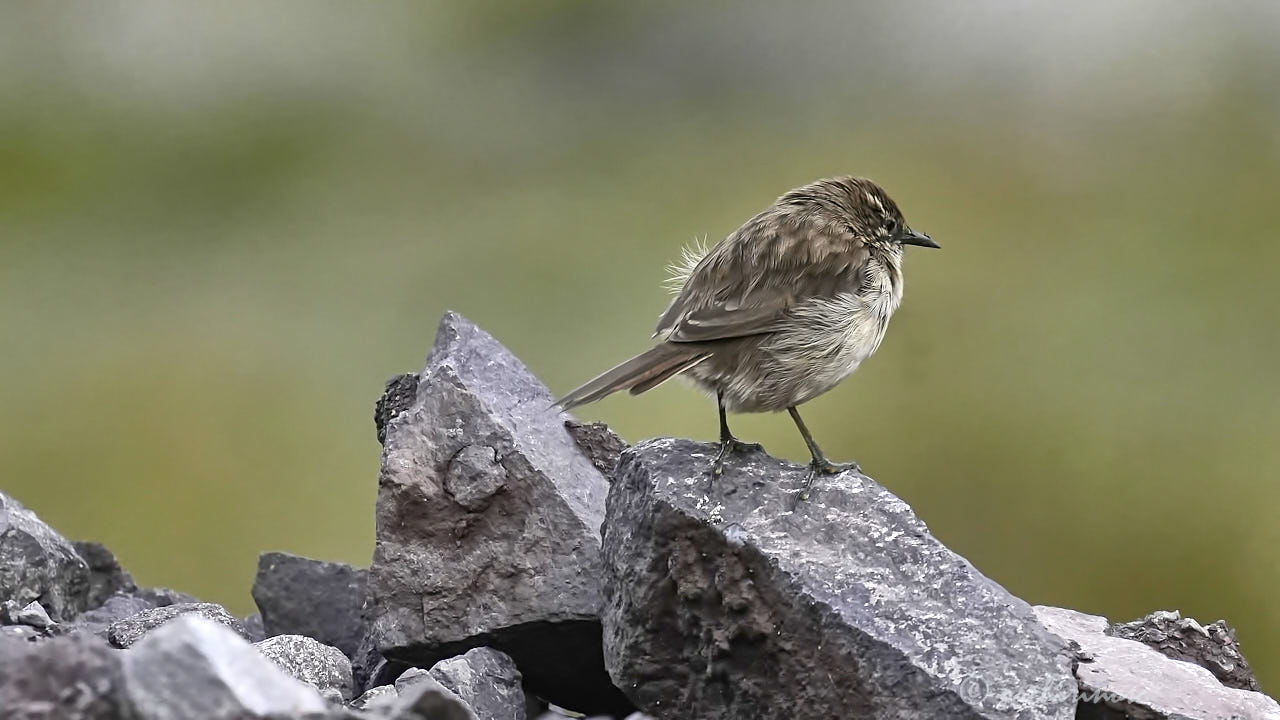 Streak-throated canastero