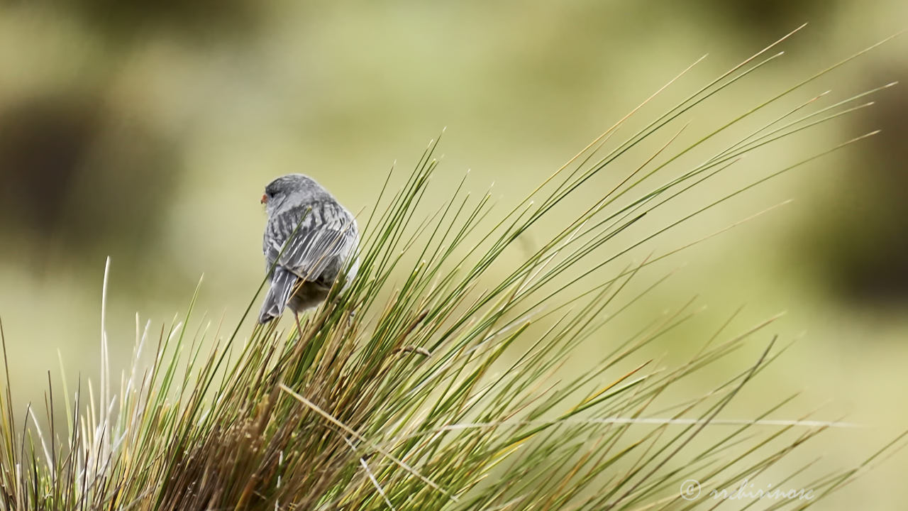 Plain-colored seedeater