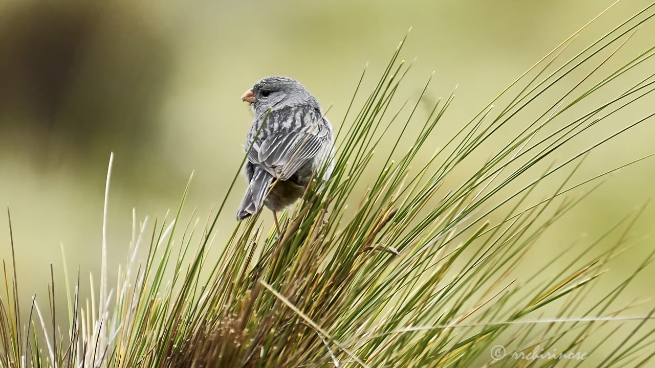 Plain-colored seedeater