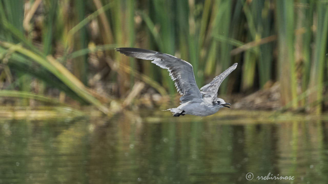 Franklin's gull