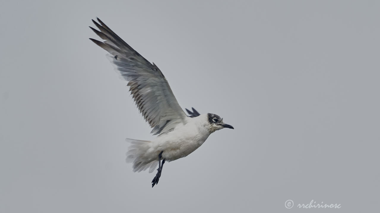 Franklin's gull