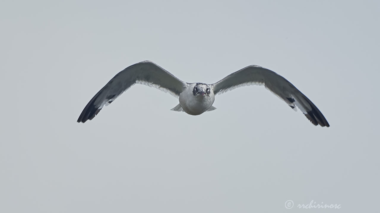 Franklin's gull