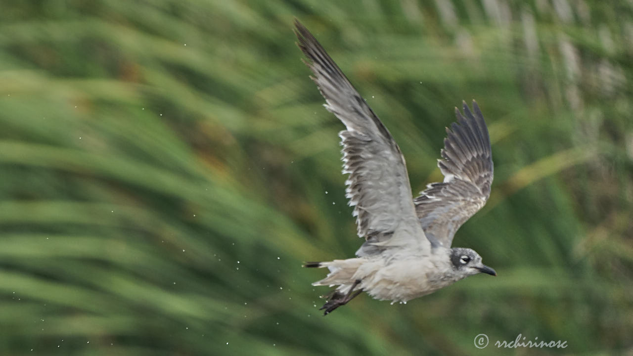 Franklin's gull