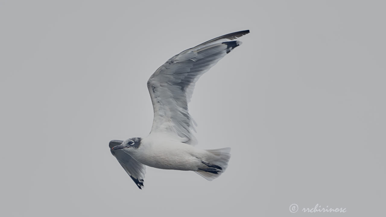 Franklin's gull