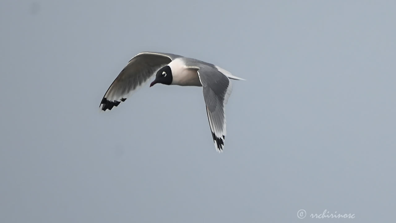 Franklin's gull