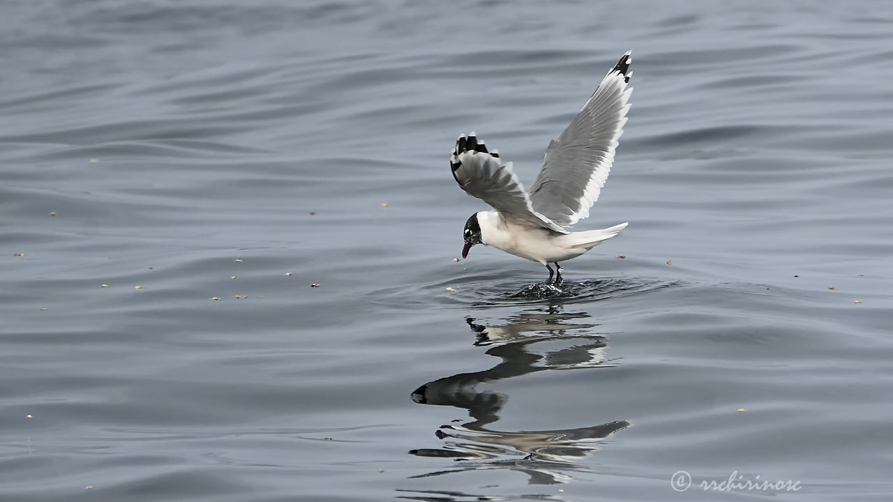 Franklin's gull