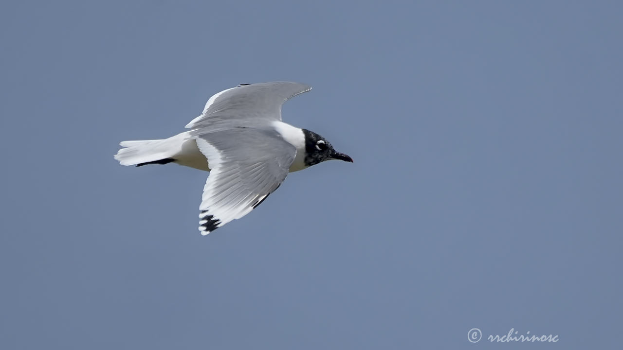 Franklin's gull