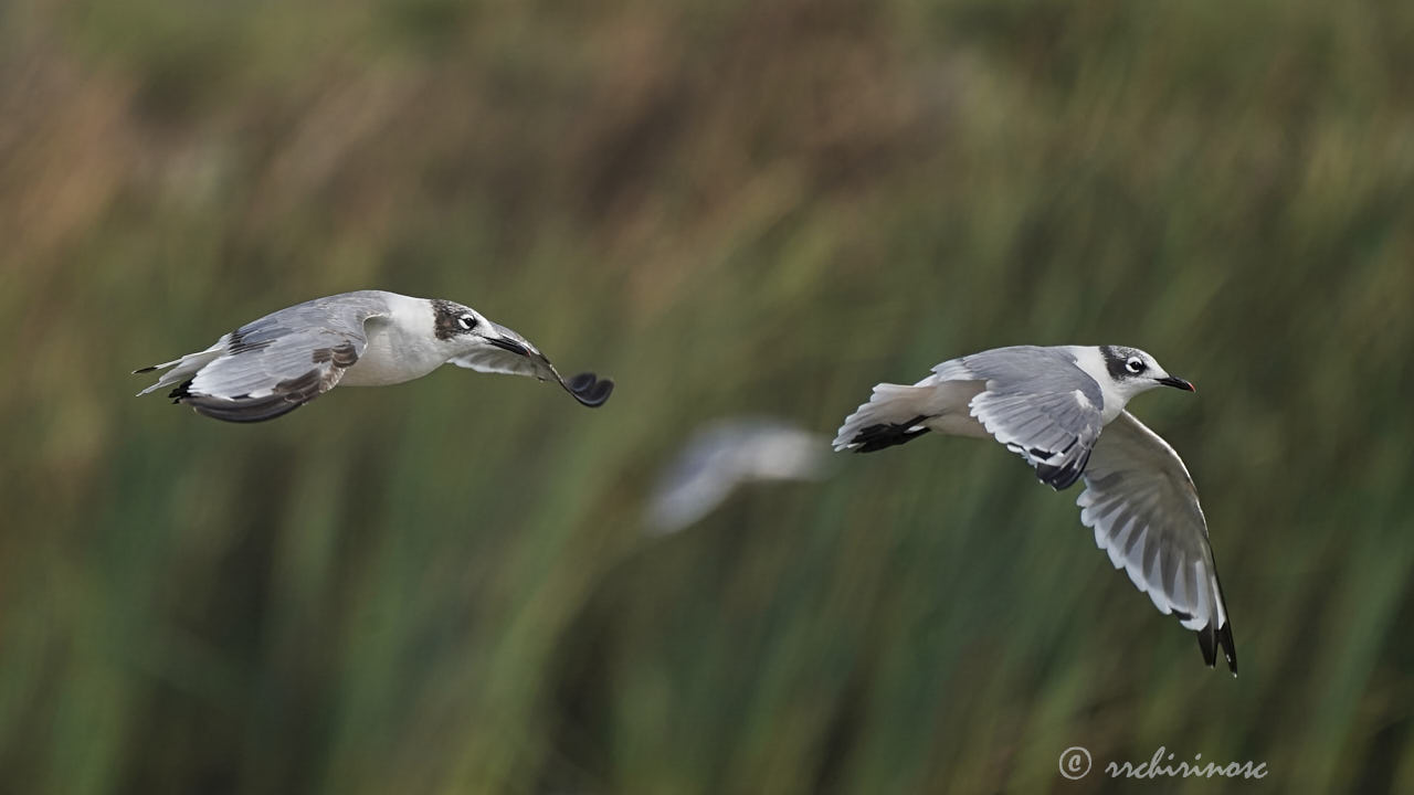 Franklin's gull