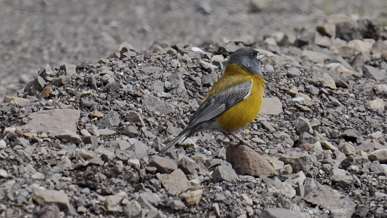 Peruvian sierra finch