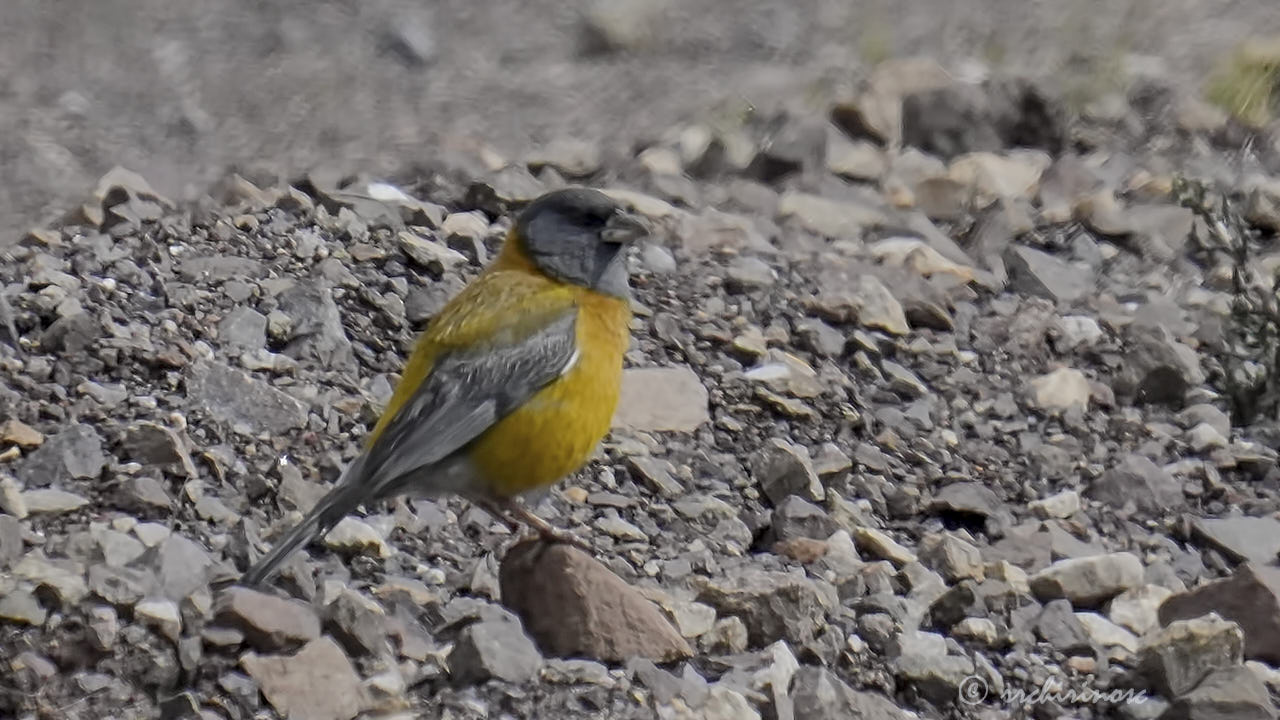 Peruvian sierra finch