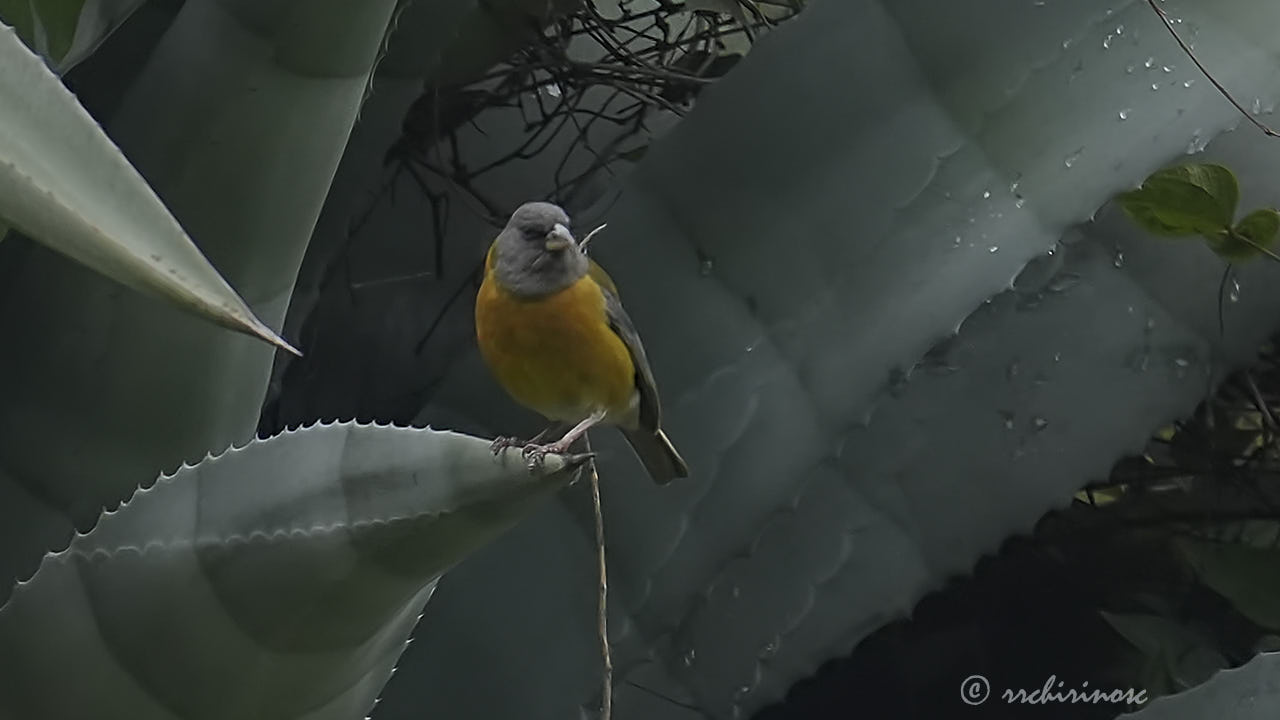 Peruvian sierra finch