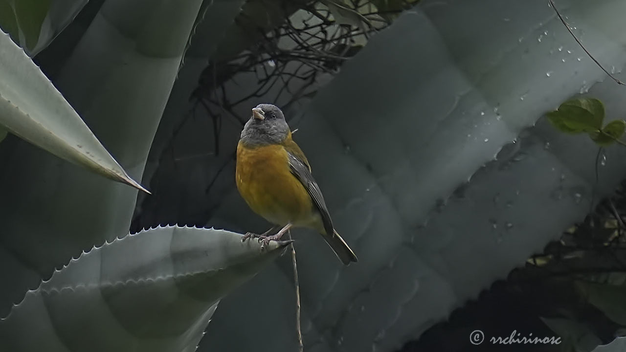 Peruvian sierra finch