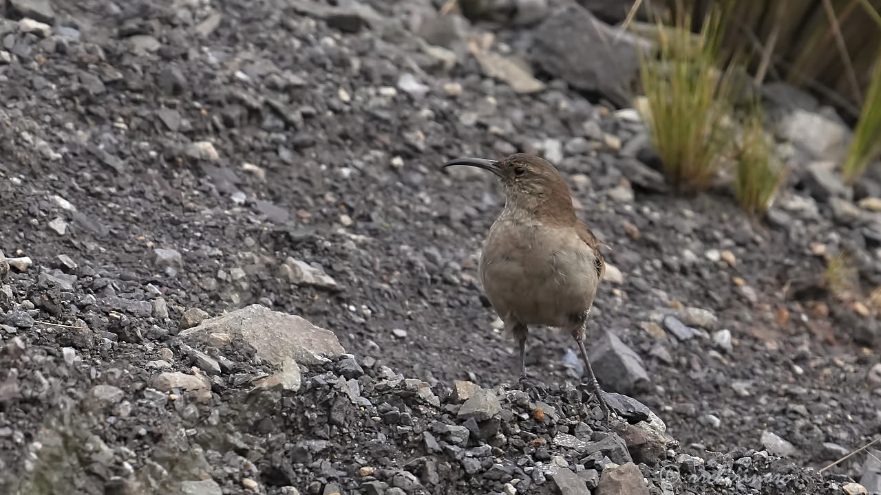 Buff-breasted earthcreeper