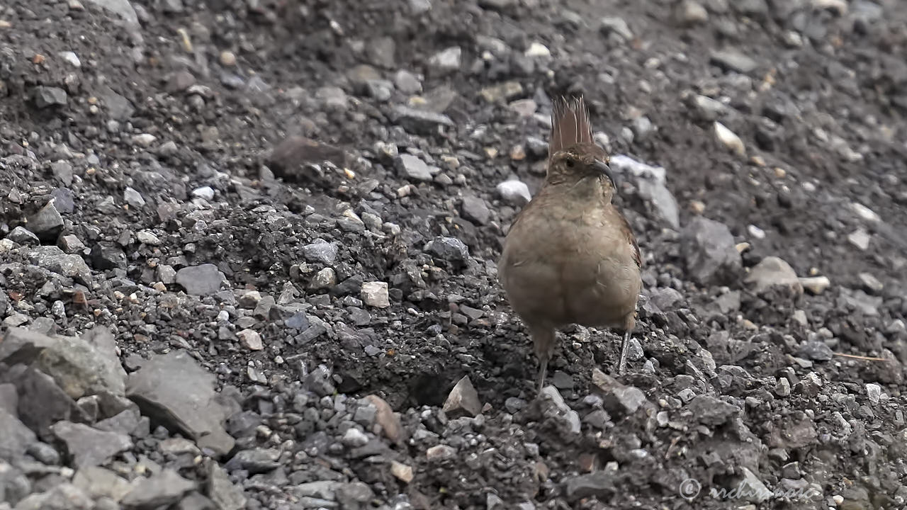 Buff-breasted earthcreeper