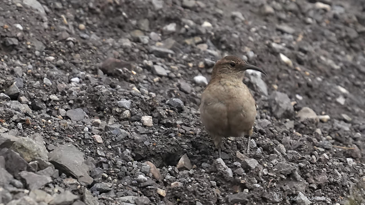 Buff-breasted earthcreeper